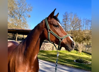 Holstein, Mare, 8 years, 16.1 hh, Brown