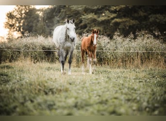 Holstein, Mare, 8 years, 16.1 hh, Grey