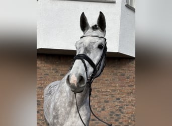 Holstein, Mare, 8 years, 16.1 hh, Grey-Dapple