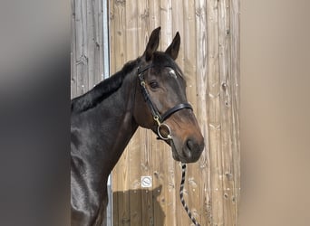 Holstein, Mare, 8 years, 16.2 hh