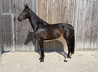 Holstein, Mare, 8 years, 16.2 hh