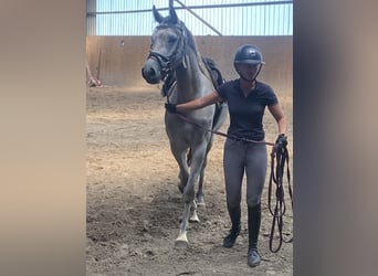 Holstein, Mare, 8 years, 16.2 hh, Grey-Dapple