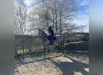 Holstein, Mare, 8 years, 16.2 hh, Grey-Dapple