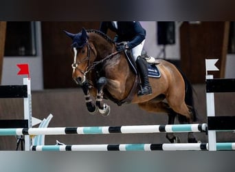 Holstein, Mare, 8 years, 16.3 hh, Bay-Dark