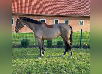 Holstein, Mare, 8 years, 16.3 hh, Brown