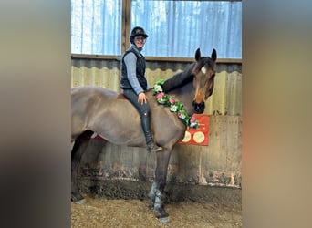 Holsteiner, Stute, 8 Jahre, 16,3 hh, Brauner