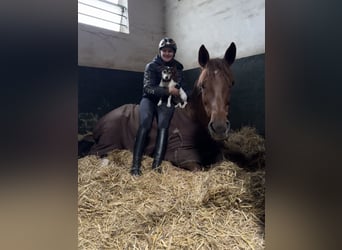 Holstein, Mare, 8 years, 16.3 hh, Chestnut-Red