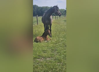 Holstein, Mare, 8 years, 16 hh, Bay-Dark