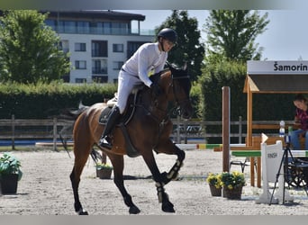 Holstein, Mare, 8 years, 16 hh, Bay
