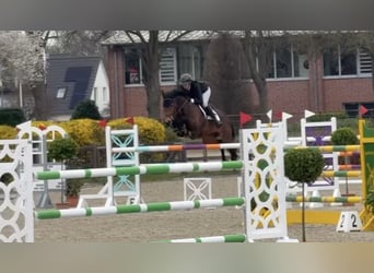 Holstein, Mare, 8 years, 16 hh, Brown