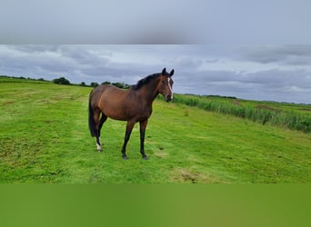 Holsteiner, Stute, 8 Jahre, 16 hh, Brauner