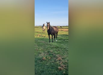 Holsteiner, Stute, 8 Jahre, 16 hh, Brauner