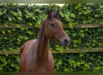 Holsteiner, Stute, 8 Jahre, 16 hh, Brauner