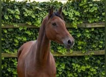 Holstein, Mare, 8 years, 16 hh, Brown