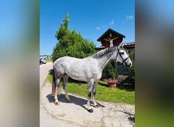Holstein, Mare, 8 years, 16 hh, Grey