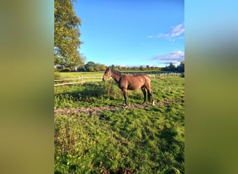 Holstein, Mare, 8 years, 16,1 hh, Brown