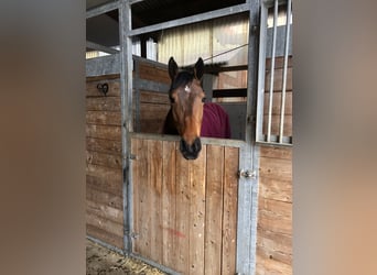 Holstein, Mare, 8 years, 16,1 hh, Brown
