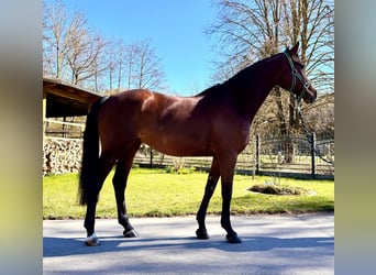 Holstein, Mare, 8 years, 16,1 hh, Brown