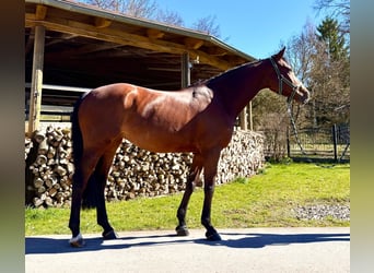 Holstein, Mare, 8 years, 16,1 hh, Brown
