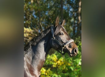 Holstein, Mare, 8 years, 16,2 hh, Smoky-Black