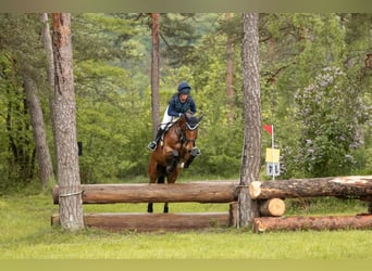 Holstein, Mare, 8 years, 17 hh, Brown