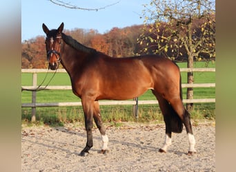 Holstein, Mare, 8 years, 17 hh, Brown