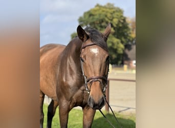 Holstein, Mare, 8 years, 17 hh, Brown