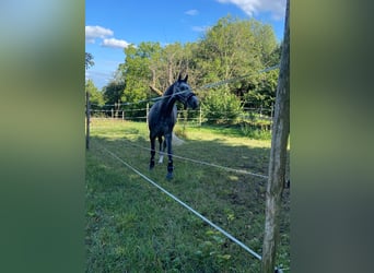 Holstein, Mare, 8 years, 17 hh, Gray