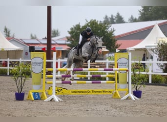 Holstein, Mare, 8 years, 17 hh, Grey