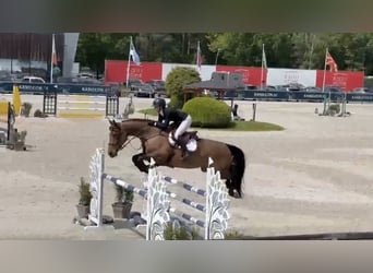 Holstein, Mare, 8 years, 17 hh