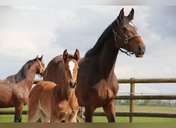 Holstein, Mare, 8 years