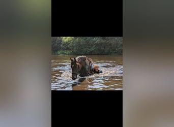 Holstein, Mare, 9 years, 15,2 hh, Bay-Dark