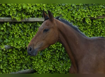 Holstein, Mare, 9 years, 15,2 hh, Brown