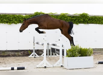 Holstein, Mare, 9 years, 15,2 hh, Brown