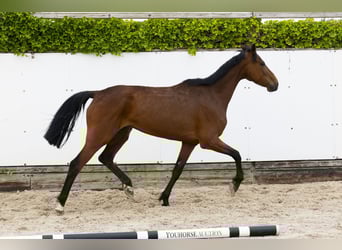 Holstein, Mare, 9 years, 15,2 hh, Brown