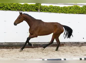 Holstein, Mare, 9 years, 15,2 hh, Brown