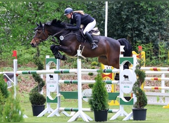 Holstein, Mare, 9 years, 16.1 hh, Bay-Dark