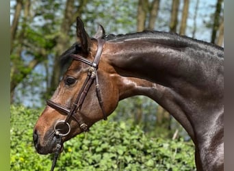Holstein, Mare, 9 years, 16.1 hh, Bay-Dark