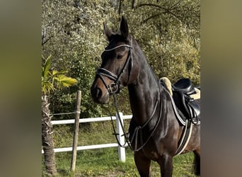Holstein, Mare, 9 years, 16.1 hh, Bay-Dark