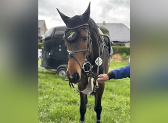 Holstein, Mare, 9 years, 16.1 hh, Bay-Dark