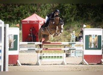 Holstein, Mare, 9 years, 16.1 hh, Chestnut-Red