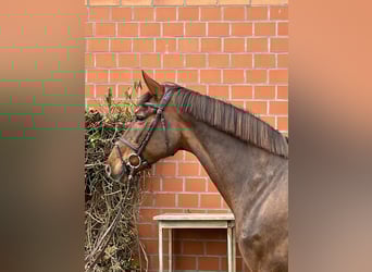 Holstein, Mare, 9 years, 16.1 hh, Chestnut