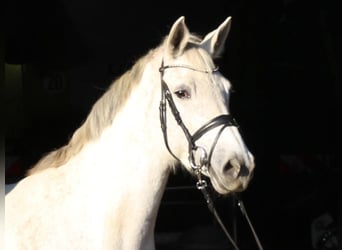 Holstein, Mare, 9 years, 16.1 hh, Gray