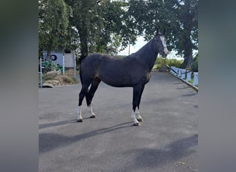 Holstein, Mare, 9 years, 16.2 hh, Bay-Dark Holstein, Mare, 9 years, 16.2 hh, Bay-Dark