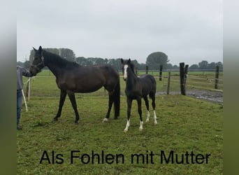 Holstein, Mare, 9 years, 16.2 hh, Bay-Dark Holstein, Mare, 9 years, 16.2 hh, Bay-Dark