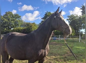 Holstein, Mare, 9 years, 16.2 hh, Bay-Dark Holstein, Mare, 9 years, 16.2 hh, Bay-Dark