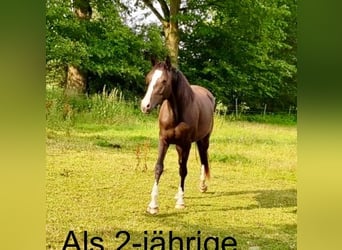 Holstein, Mare, 9 years, 16.2 hh, Bay-Dark Holstein, Mare, 9 years, 16.2 hh, Bay-Dark