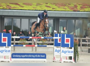 Holstein, Mare, 9 years, 16,2 hh, Brown