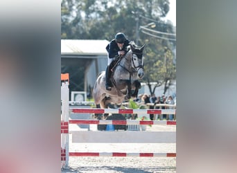 Holstein, Mare, 9 years, 16.2 hh, Grey