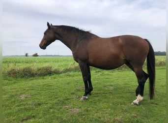 Holstein, Mare, 9 years, 16.2 hh, Grey Holstein, Mare, 9 years, 16.2 hh, Grey